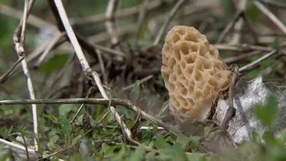 Morel Mushroom Hunting & Plant Container Size