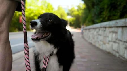 Video thumbnail: NOVA Do Dogs Love Us or do They Just Want Treats?