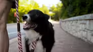 Do Dogs Love Us or do They Just Want Treats?