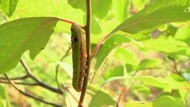 Insects: asset-mezzanine-16x9