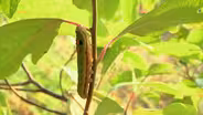 Insects