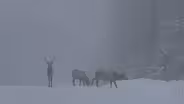 Wild Elk Herd