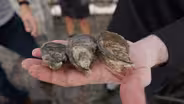 North Carolina is Betting Big on the Oyster