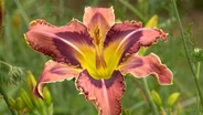 Volunteer Gardener 3203