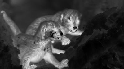 Thermal Cameras Reveal Leopard Cubs