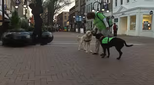 Green Dogs Unleashed