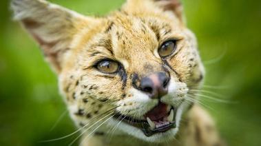 Nature: Super Cats