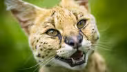 Super Cats: Episode 3 | Science and Secrets
