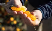 Georgia Grown Citrus