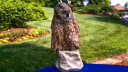 Appraisal: Amphora Porcelain Owl, ca. 1920