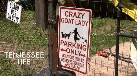Video thumbnail: Tennessee Life Tennessee Life - 604 - Get Your Goat!