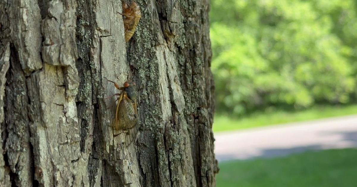 Chicago Tonight Cicadas Emerge in Chicago Area Season 2024 Arizona PBS