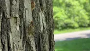 Cicadas Emerge in Chicago Area