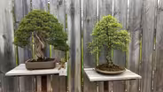 Milwaukee Bonsai Society