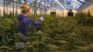 FEMALE CANNABIS PIONEERS