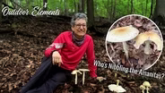 Who's Nibbling the Amanitas?