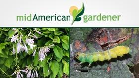 Video thumbnail: Mid-American Gardener Aug 23, 2018: Mid-American Gardener w Tinisha Shade-Spain