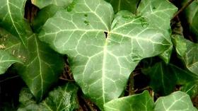 Video thumbnail: Virginia Home Grown Bryan Park Revitalization and Invasive Plants