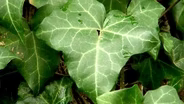 Bryan Park Revitalization and Invasive Plants