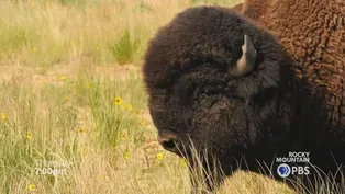 Colorado Experience: Return of the Buffalo, Part 1 preview