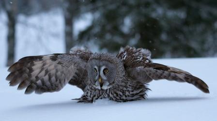 Video thumbnail: Nature How Great Grey Owls Hunt Hidden Prey