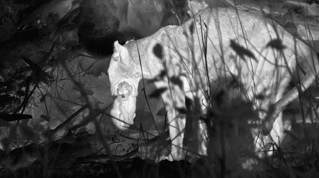 Video thumbnail: Big Cats 24/7 Female Leopard Defending Cubs from Male Leopard Caught on Thermal Camera