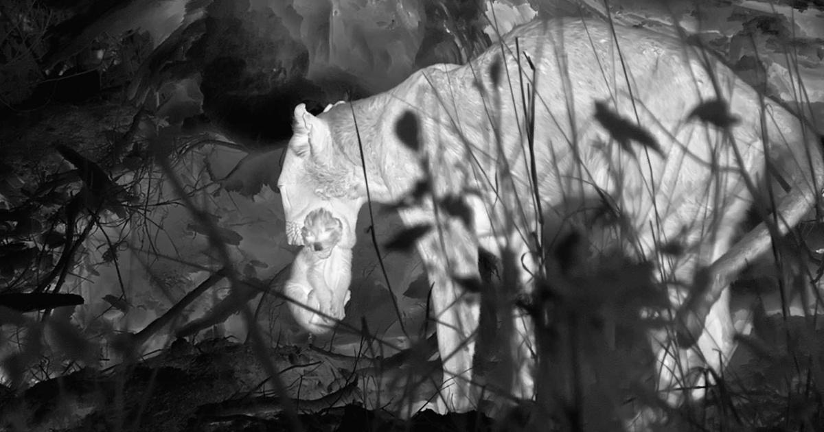 Big Cats 24/7 | Female Leopard Defending Cubs from Male Leopard Caught