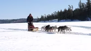 Dogs and Mushers