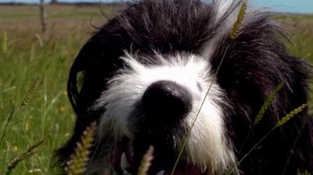 Video thumbnail: Nature Underdogs