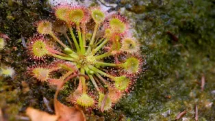 In Search of the Round-Leaved Sundew