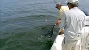 Light Tackle Spadefish