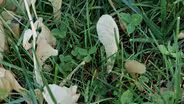 Tree Seed Production & Do-It-Yourself Home Garden