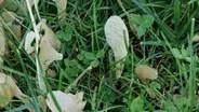 Tree Seed Production & Do-It-Yourself Home Garden
