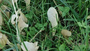 Tree Seed Production & Do-It-Yourself Home Garden
