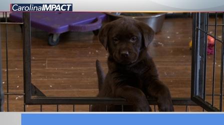 Video thumbnail: Carolina Impact Project2Heal Makes Rescue Dogs More Accessible