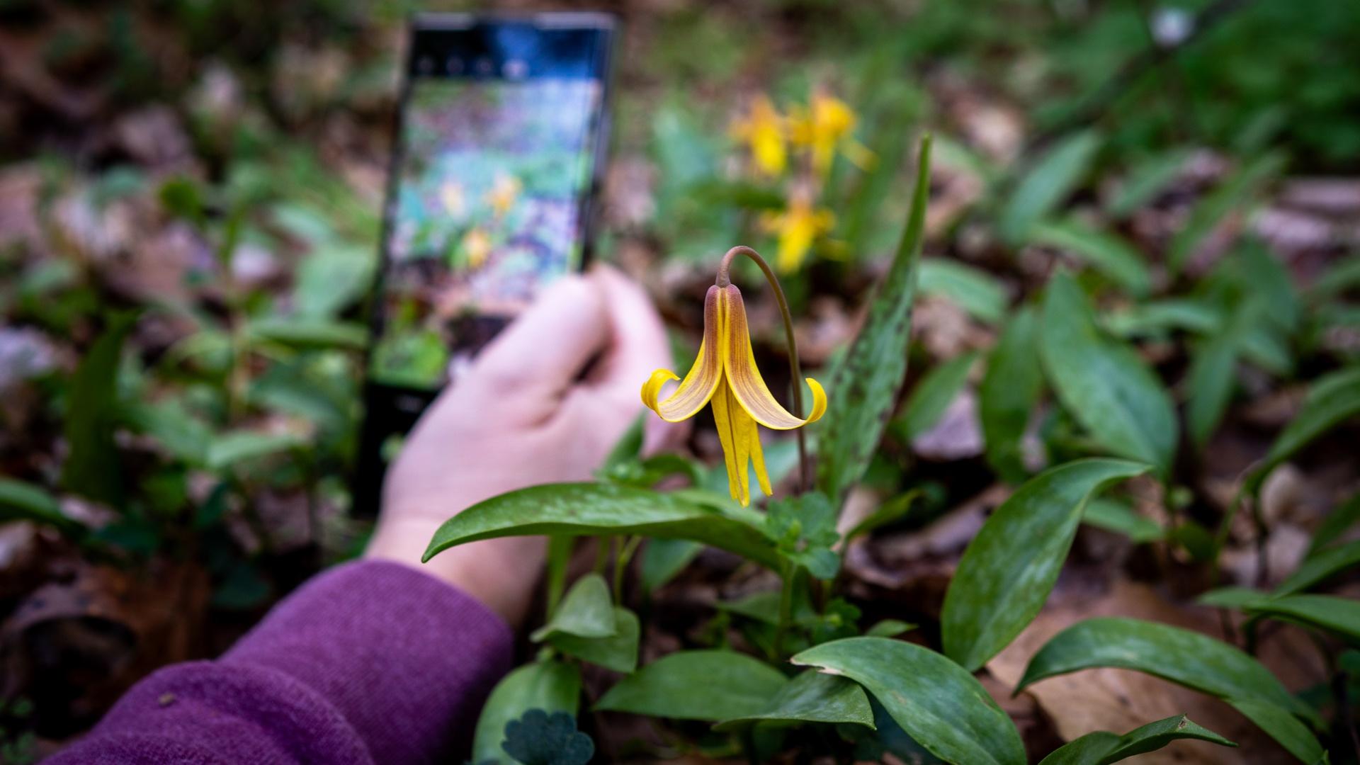 A hand using a smart phone to take a picture of ephemeral flowers.