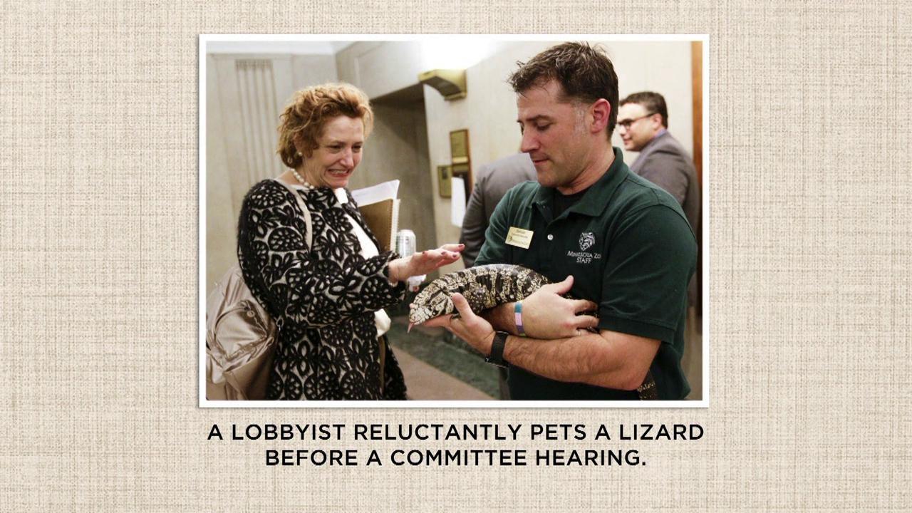 Capitol Pics | Lizards & Bulldogs, Oh My