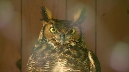 Video thumbnail: WEDU Quest 503: Carolina Raptor Center