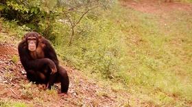 Video thumbnail: Georgia Outdoors Project Chimps