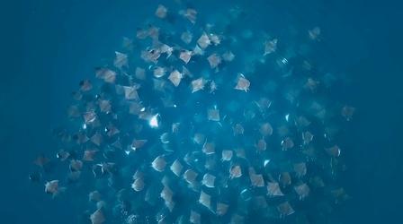 Mobula Rays "Vortex Feeding" Caught on Camera