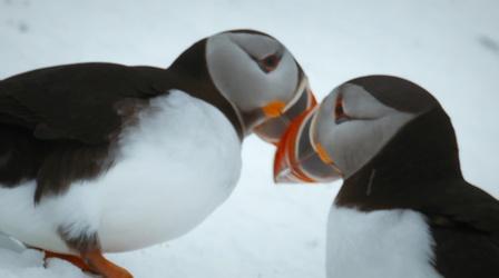Puffins Reunite with Their Lifelong Mates