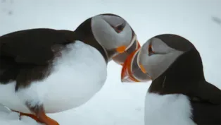 Puffins Reunite with Their Lifelong Mates