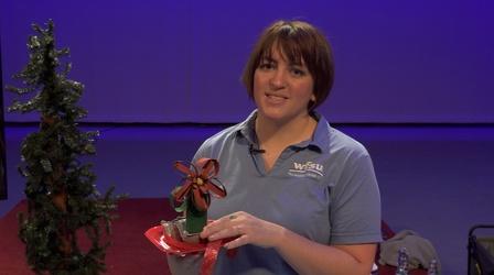 Video thumbnail: WFSU Education WFSU-Yule Poinsettia Craft Activity