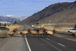 Wildlife Highway Crossings