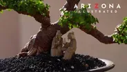 Blimp, bonsai, comics