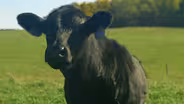 Apsey Farm
