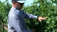 Sustainable Washington Wines