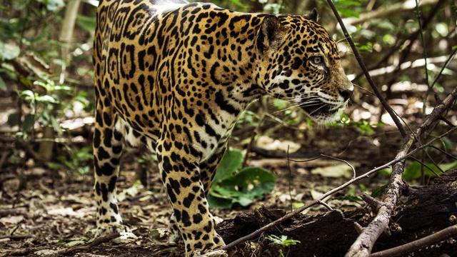 Nature | Preview of Jaguar Beach