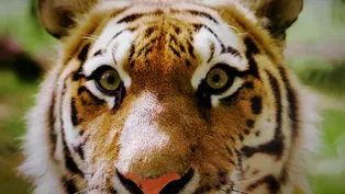 AI of the Tiger | WILD HOPE