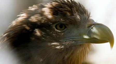 Video thumbnail: What's Wild From Land to Sea